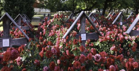 Friedhof im Rosenmeer